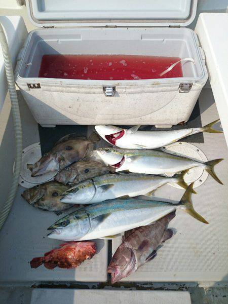 エンペラー 釣果