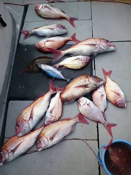 ブルースフィッシングサービス 釣果