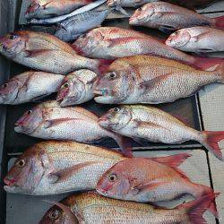 ブルースフィッシングサービス 釣果