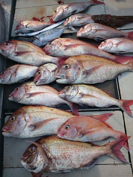 ブルースフィッシングサービス 釣果