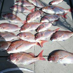 ブルースフィッシングサービス 釣果