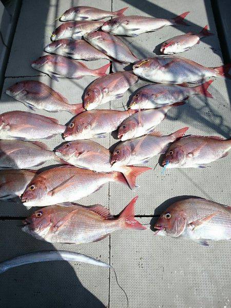 ブルースフィッシングサービス 釣果