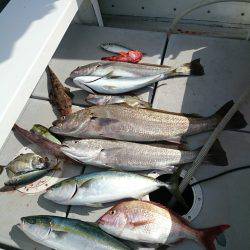 エンペラー 釣果