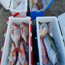 ソルトウォーターガイドフレンズ 釣果