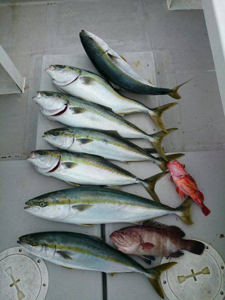 エンペラー 釣果