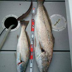 エンペラー 釣果