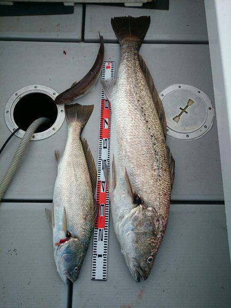 エンペラー 釣果