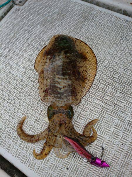 ARCADIAⅡ (アルカディアⅡ) 釣果