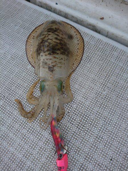 ARCADIAⅡ (アルカディアⅡ) 釣果