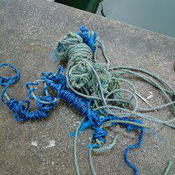 エンペラー 釣果