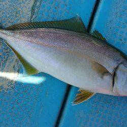 シースナイパー海龍 釣果