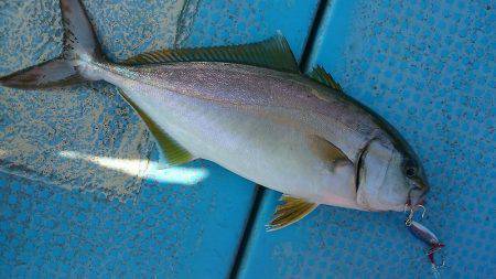 シースナイパー海龍 釣果