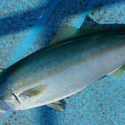 シースナイパー海龍 釣果