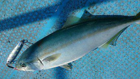 シースナイパー海龍 釣果