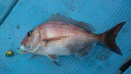 シースナイパー海龍 釣果