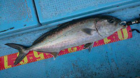 シースナイパー海龍 釣果