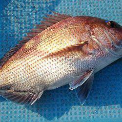 シースナイパー海龍 釣果