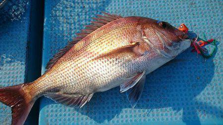シースナイパー海龍 釣果