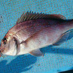 シースナイパー海龍 釣果