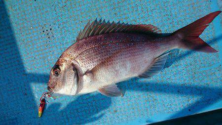 シースナイパー海龍 釣果