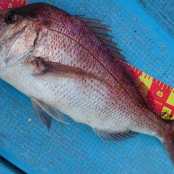 シースナイパー海龍 釣果