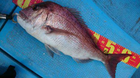 シースナイパー海龍 釣果