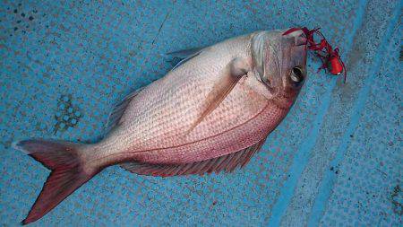 シースナイパー海龍 釣果