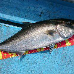 シースナイパー海龍 釣果