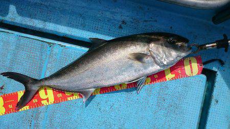 シースナイパー海龍 釣果