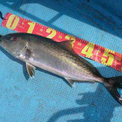 シースナイパー海龍 釣果