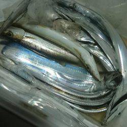 シースナイパー海龍 釣果