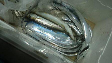 シースナイパー海龍 釣果