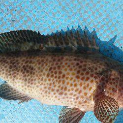 シースナイパー海龍 釣果