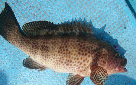 シースナイパー海龍 釣果