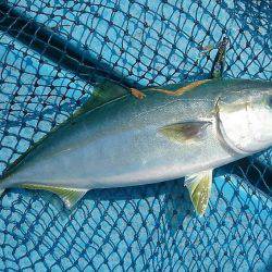 シースナイパー海龍 釣果