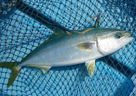 シースナイパー海龍 釣果