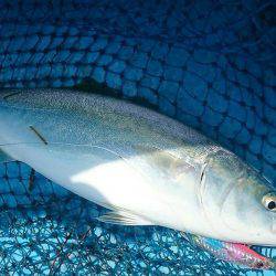 シースナイパー海龍 釣果