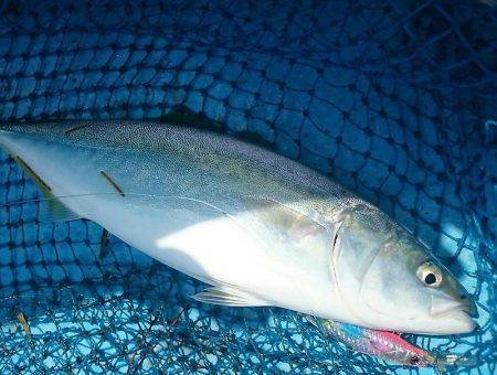 シースナイパー海龍 釣果