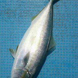 シースナイパー海龍 釣果