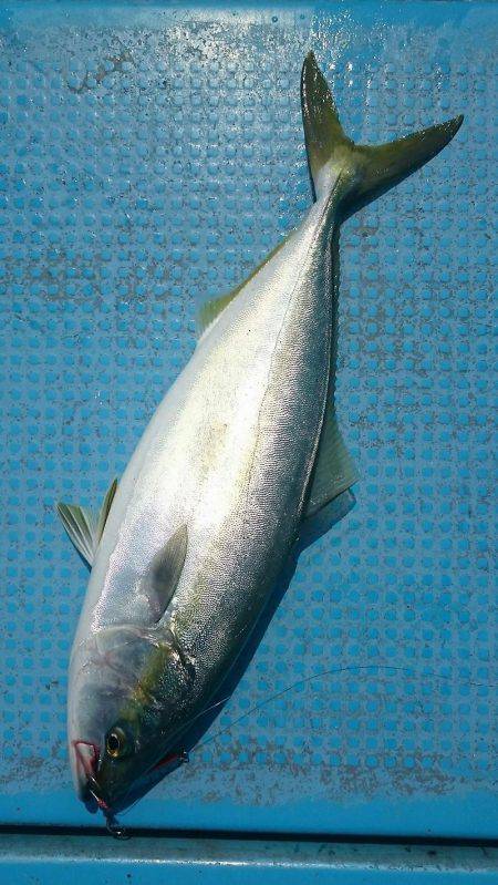 シースナイパー海龍 釣果