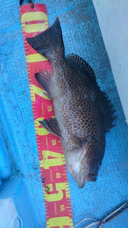 シースナイパー海龍 釣果