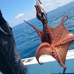 シースナイパー海龍 釣果