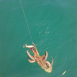 シースナイパー海龍 釣果