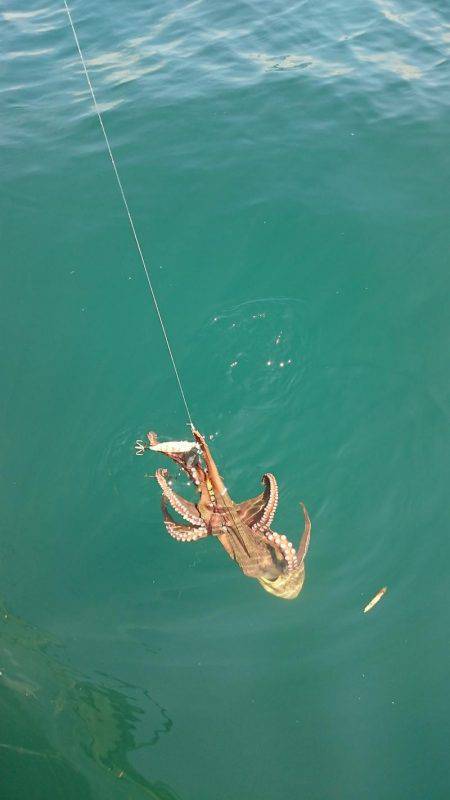 シースナイパー海龍 釣果