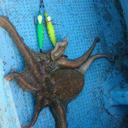 シースナイパー海龍 釣果