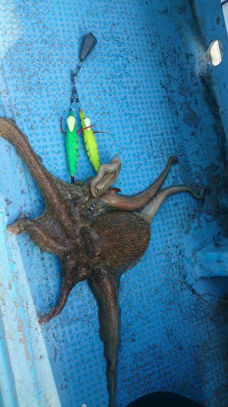 シースナイパー海龍 釣果