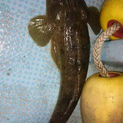 シースナイパー海龍 釣果