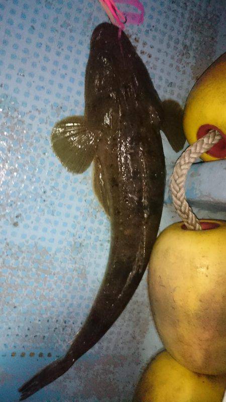 シースナイパー海龍 釣果