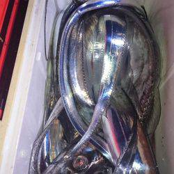シースナイパー海龍 釣果