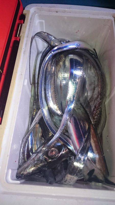 シースナイパー海龍 釣果